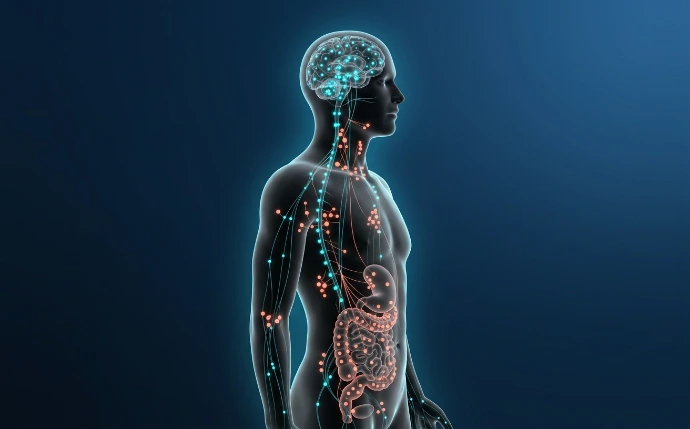 Cannabinoid System im Körper