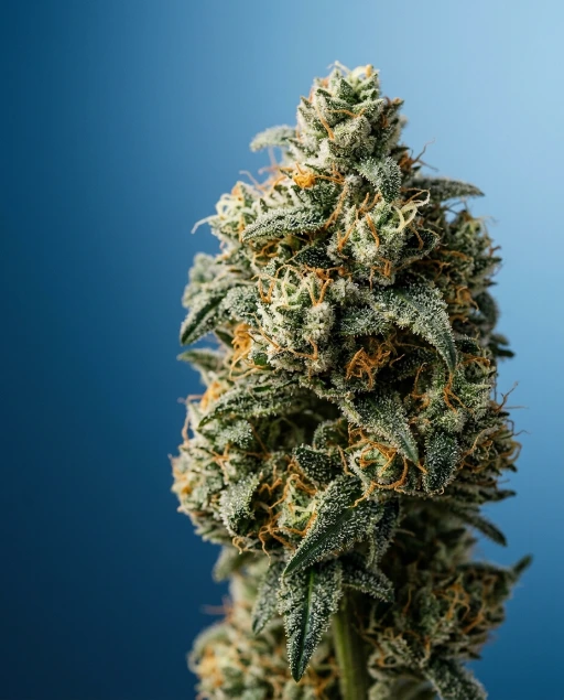 Cannabis Blüten Sortiment